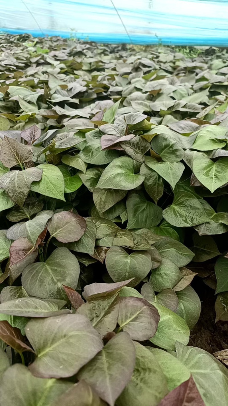 蜜薯25号红薯苗现挖现发根系发达南北四季均可种植