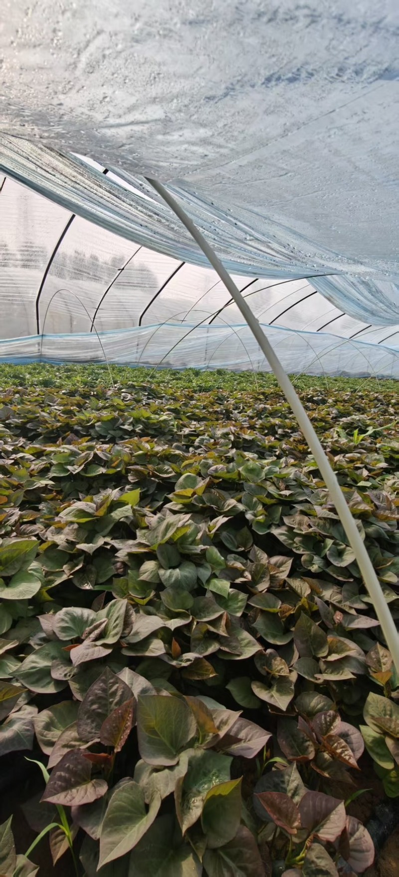 蜜薯25号红薯苗现挖现发根系发达南北四季均可种植