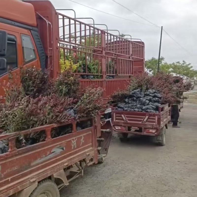 甘肃天水市甘谷县农民自己种植紫叶矮樱，没有中间商。