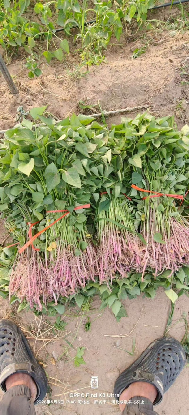 蜜薯25号红薯苗现挖现发根系发达南北四季均可种植