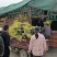 甘肃天水市甘谷县农民自己种植金叶榆杯苗，没有中间商。