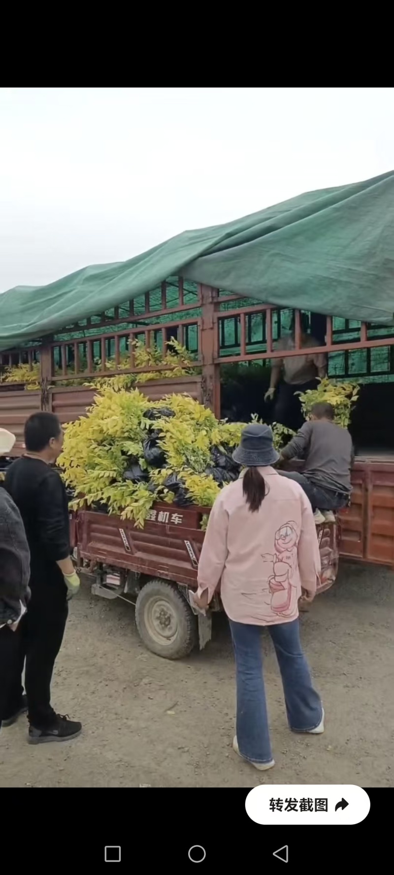 甘肃天水市甘谷县农民自己种植金叶榆杯苗，没有中间商。