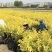 甘肃天水市甘谷县农民自己种植金叶榆杯苗，没有中间商。