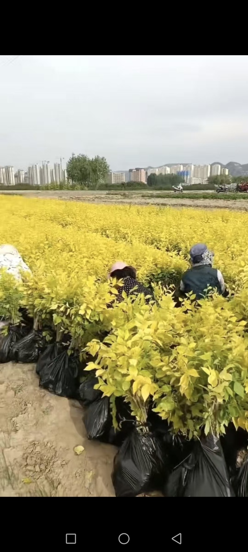 甘肃天水市甘谷县农民自己种植金叶榆杯苗，没有中间商。