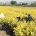 甘肃天水市甘谷县农民自己种植金叶榆杯苗，没有中间商。