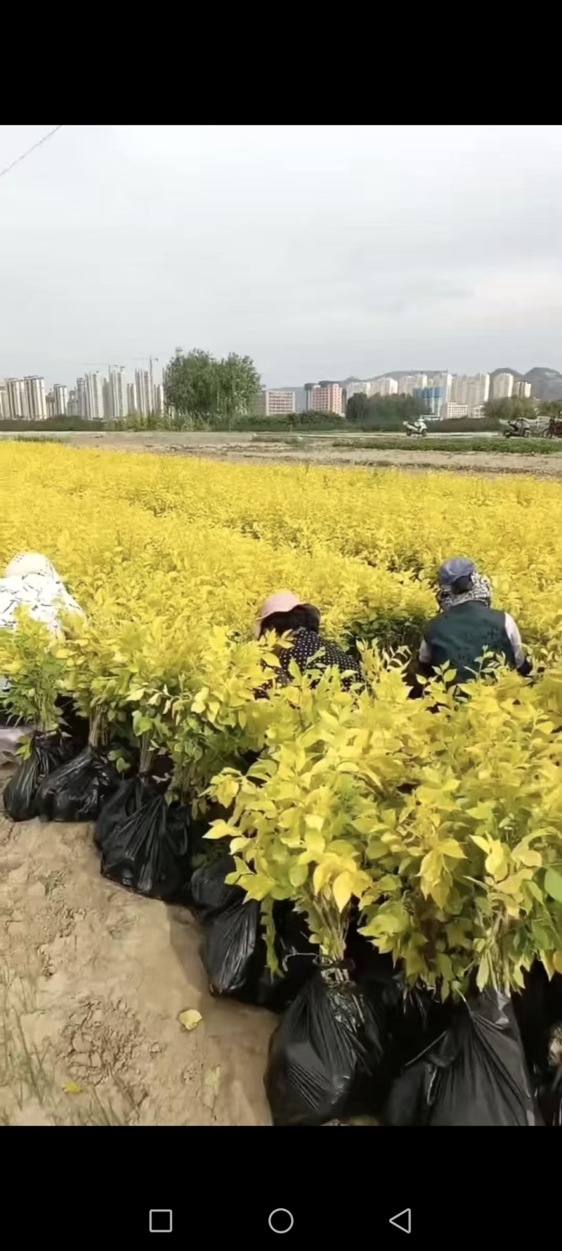 甘肃天水市甘谷县农民自己种植金叶榆杯苗，没有中间商。