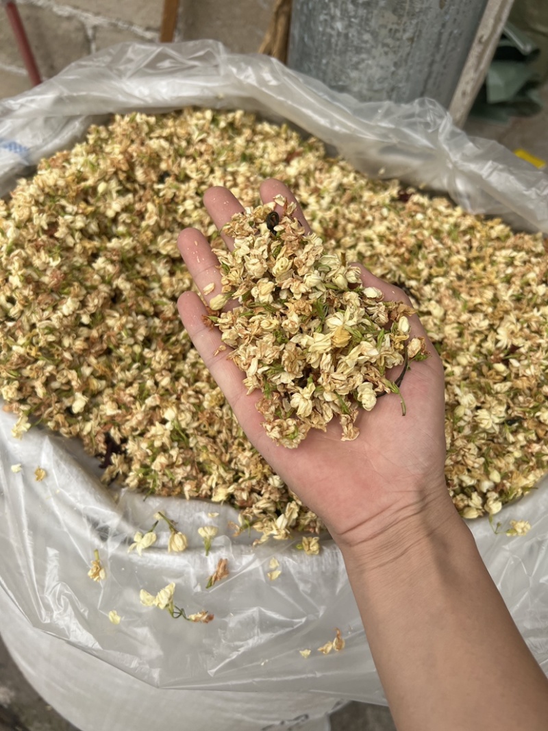 茉莉花茶干花香味很足白茉莉今年新货花茶无硫拼配茶叶原料