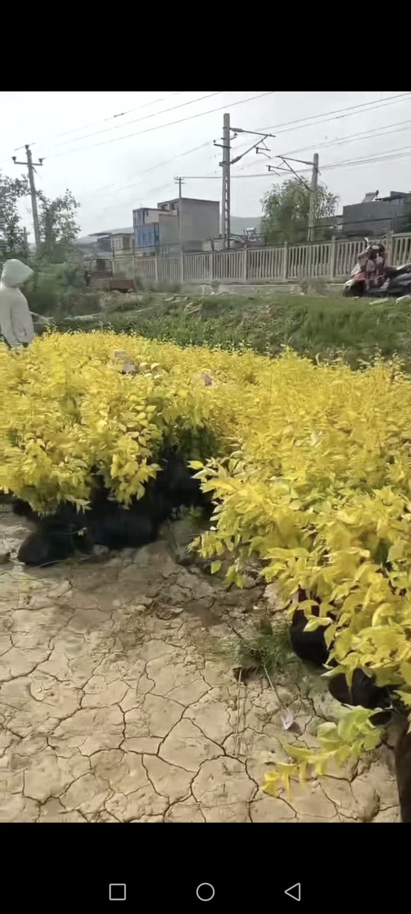 甘肃天水市甘谷县农民自己种植金叶榆杯苗，没有中间商。