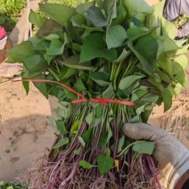 蜜薯25号红薯苗现挖现发根系发达南北四季均可种植