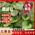 西瓜红红薯苗，蜜薯苗，心香，29板栗薯苗，高端品种红薯苗