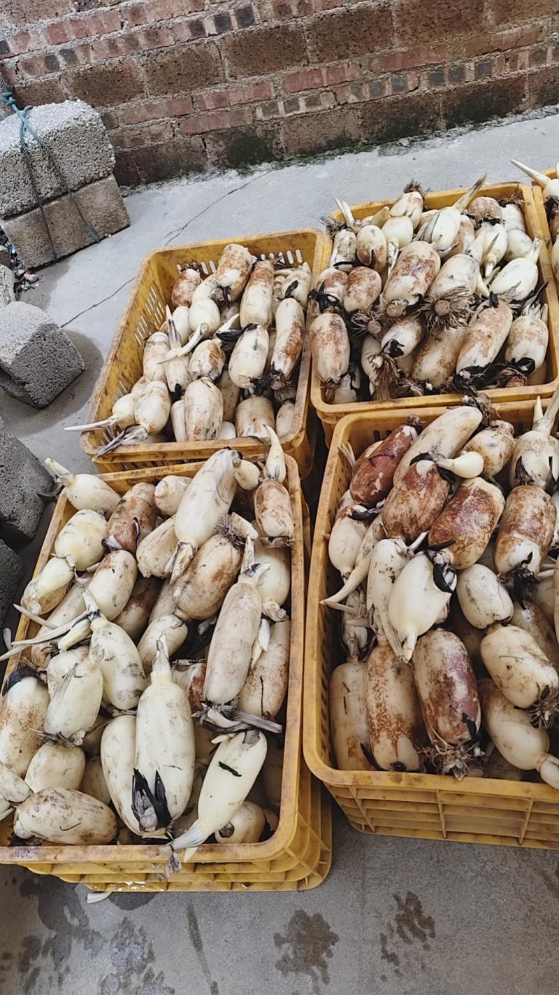 新鲜莲藕上市了