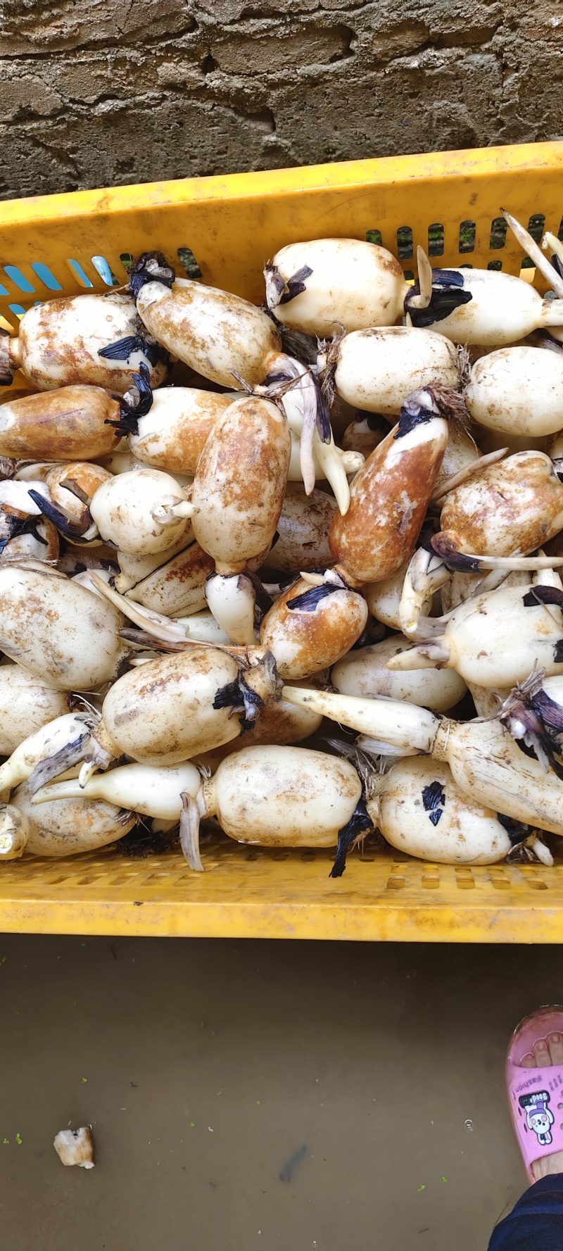 新鲜莲藕上市了