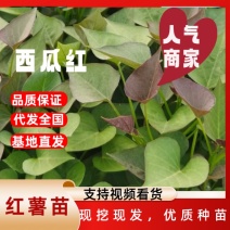 脱毒西瓜红红薯苗，蜜薯25苗，冰糖心蜜薯苗，高端品种薯苗