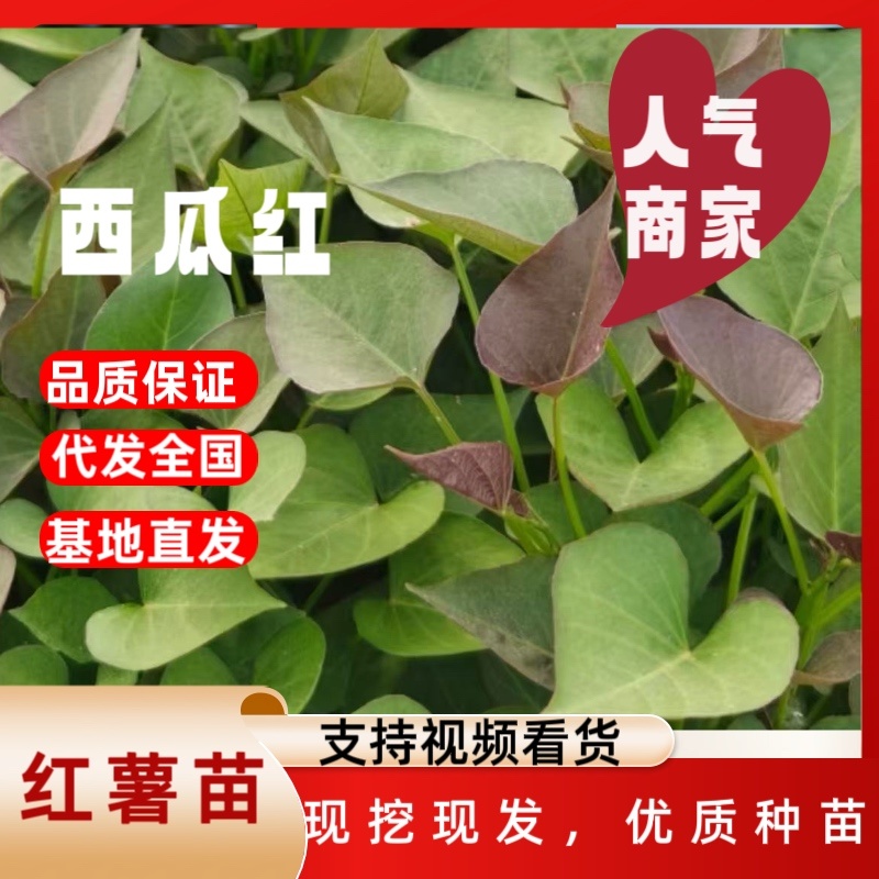 脱毒西瓜红红薯苗，蜜薯25苗，冰糖心蜜薯苗，高端品种薯苗