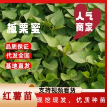 板栗薯苗，烟薯苗，西瓜红，白哈密薯苗，高端薯苗，紫薯苗