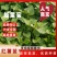 板栗薯苗，蜜薯苗，蜜薯29，哈密，济33，心香，徐50