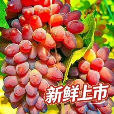 云南高原茉莉香葡萄质量保证产地直发货欢迎咨询