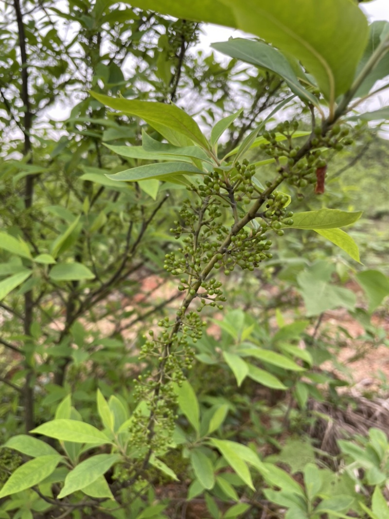 木姜子油（山苍子油）