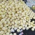 景甜甜瓜山东济南产地口感甘甜货源充足欢迎老板致电咨询
