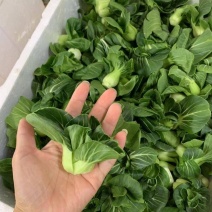矮脚青青仔宁夏小青仔