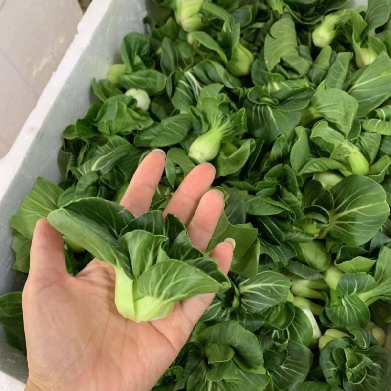 矮脚青青仔宁夏小青仔