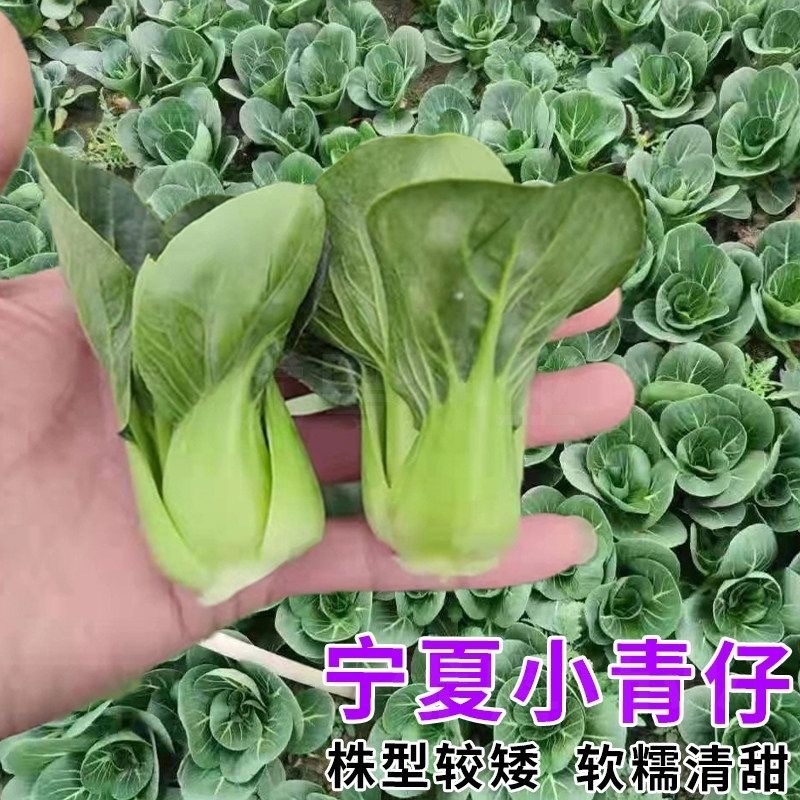 矮脚青青仔宁夏小青仔