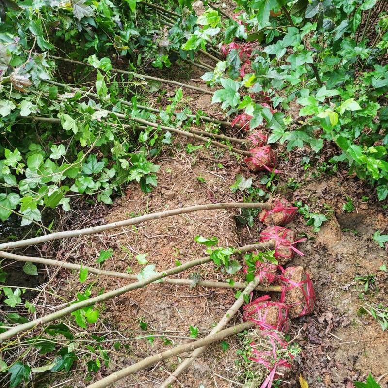 地径2公分枫香地苗杯苗枫香袋苗造林苗基地