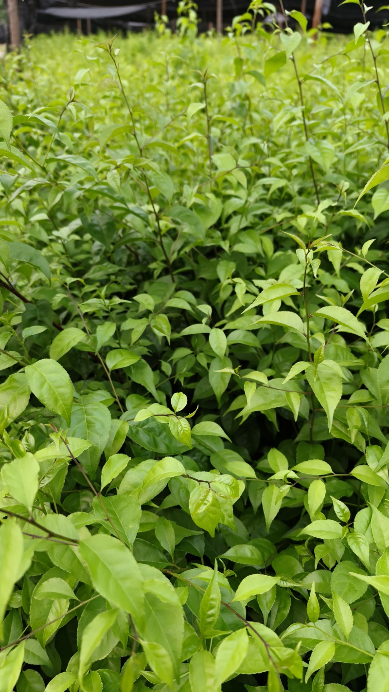 岗梅大苗