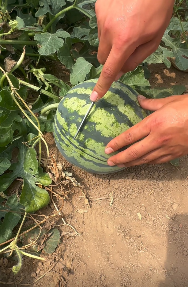 【优选】麒麟美都西瓜无籽夏邑产地直供量大从优欢迎联系