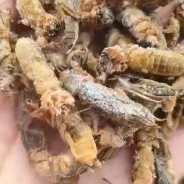 蝼蛄(蝲蝲蛄)土狗子