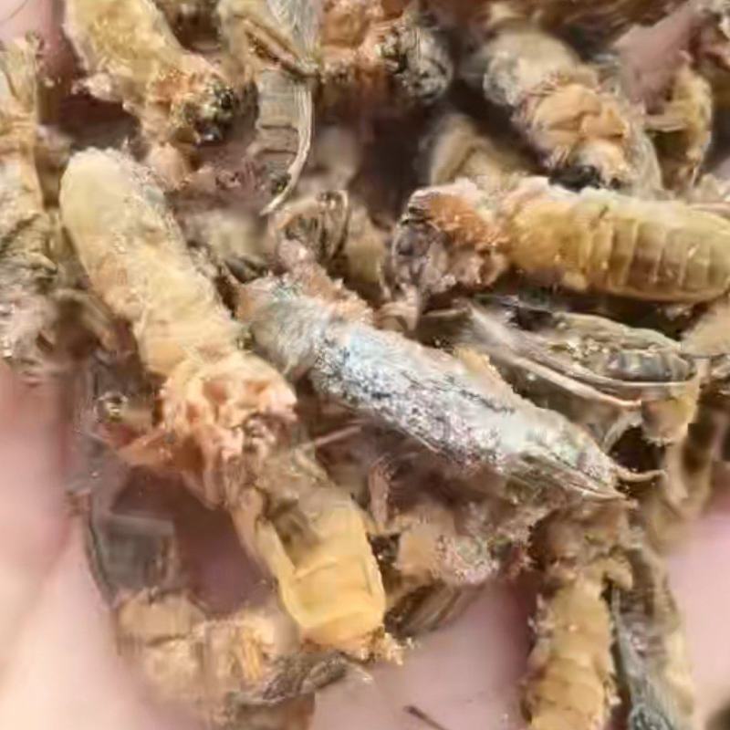 蝼蛄(蝲蝲蛄)土狗子
