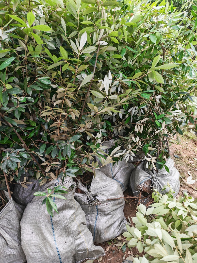 赤皮青冈杯苗青冈栎杯苗造林苗青冈栎芽苗