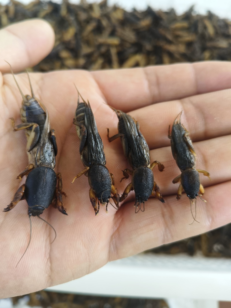 蝼蛄(蝲蝲蛄)土狗子
