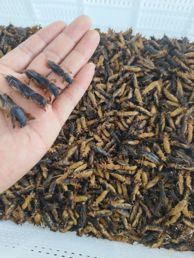 蝼蛄(蝲蝲蛄)土狗子
