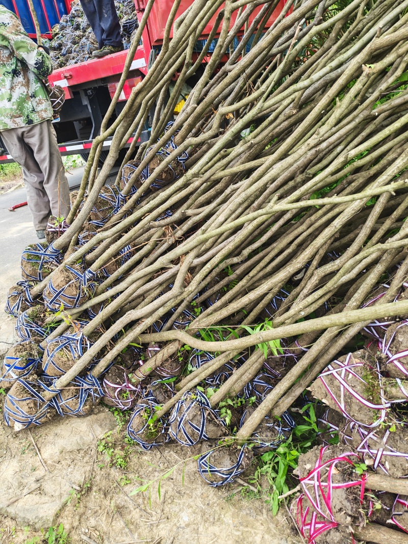 3公分乌桕，2公分乌桕，乌桕杯苗，乌桕芽苗
