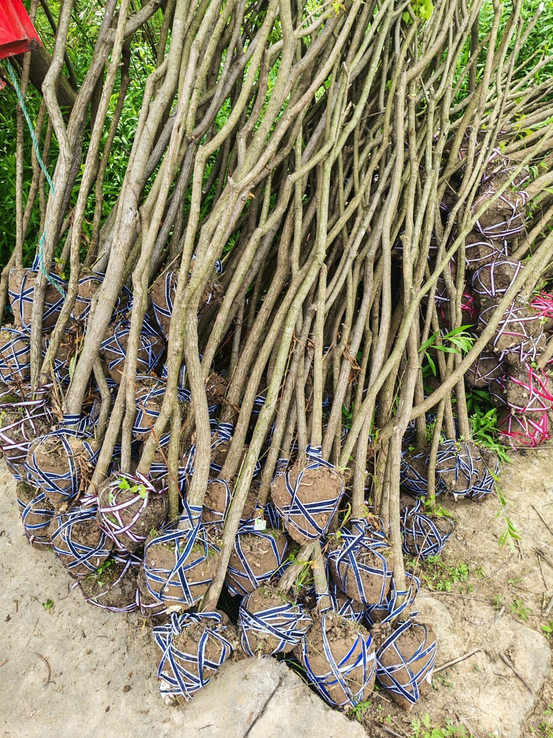 3公分乌桕，2公分乌桕，乌桕杯苗，乌桕芽苗