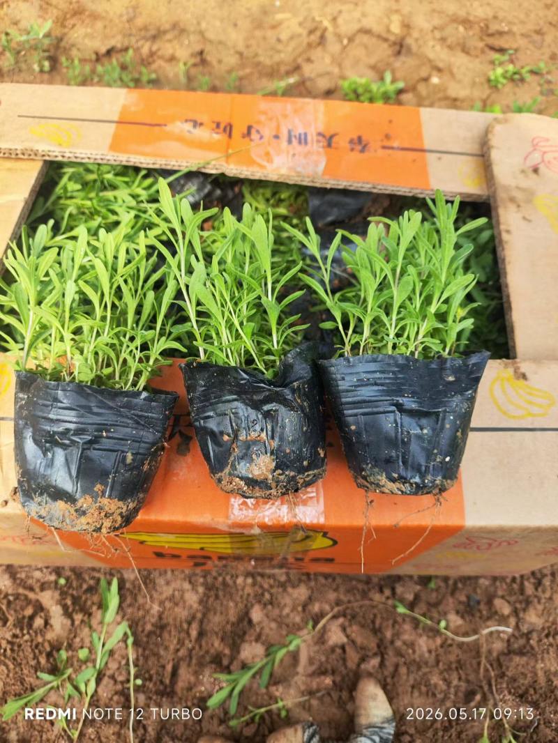 100万亩优质薰衣草基地直发，打造薰衣草花海质量非常好。