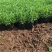 100万亩优质薰衣草基地直发，打造薰衣草花海质量非常好。