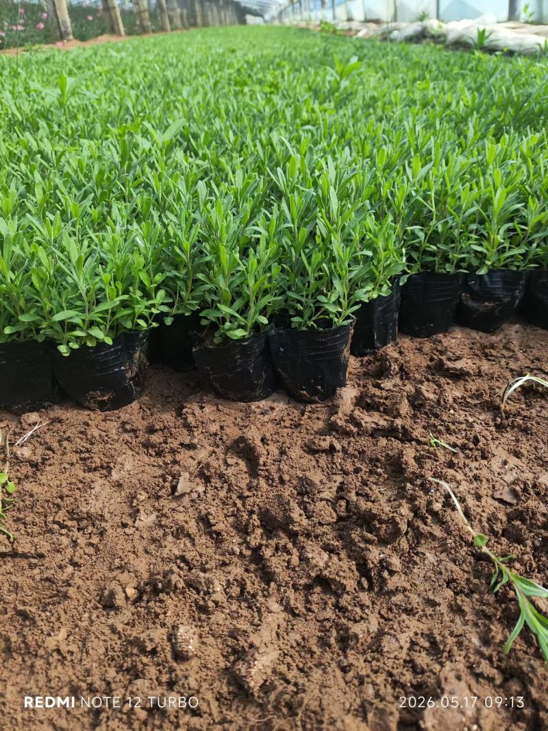 100万亩优质薰衣草基地直发，打造薰衣草花海质量非常好。