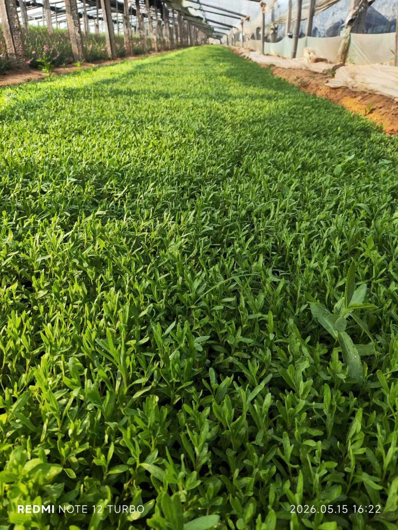 100万亩优质薰衣草基地直发，打造薰衣草花海质量非常好。