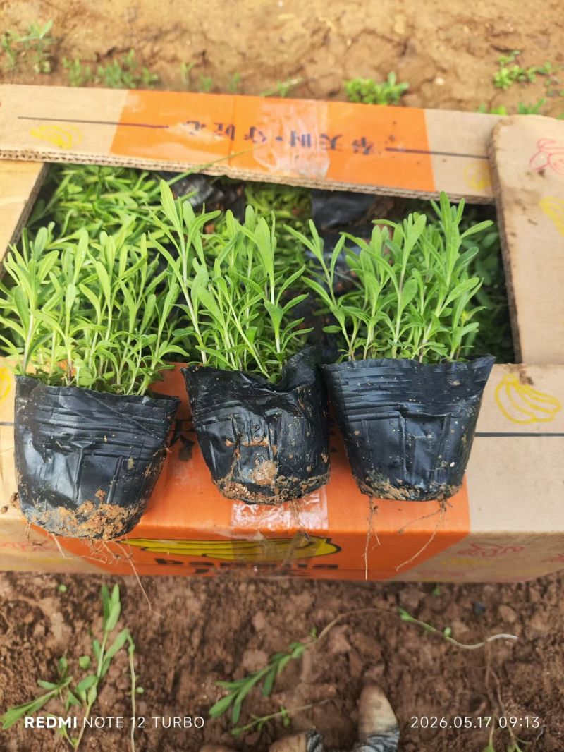 100万亩优质薰衣草基地直发，打造薰衣草花海质量非常好。