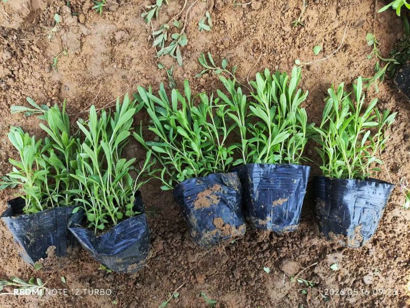 100万亩优质薰衣草基地直发，打造薰衣草花海质量非常好。