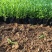 100万亩优质薰衣草基地直发，打造薰衣草花海质量非常好。
