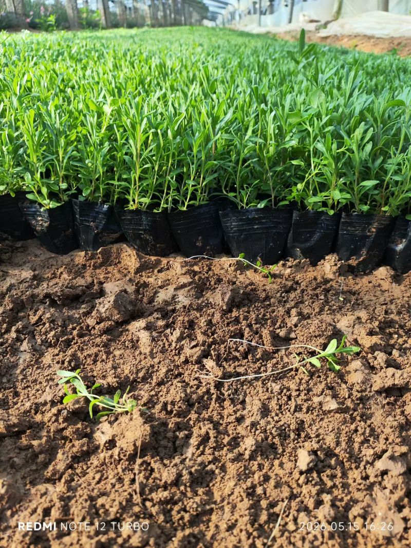 100万亩优质薰衣草基地直发，打造薰衣草花海质量非常好。