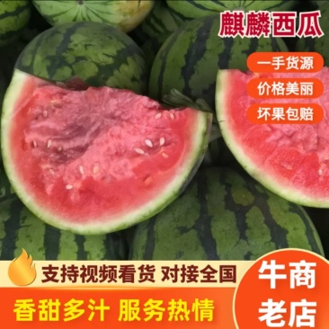 【热卖】麒麟美都西瓜夏邑西瓜无籽对接全国量大价优