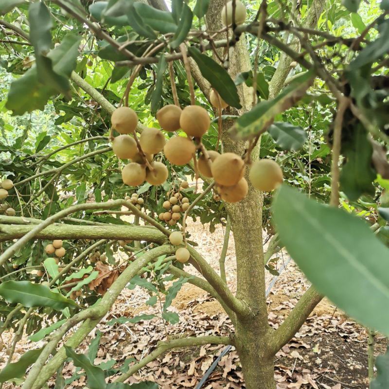 坚果又名夏威夷果