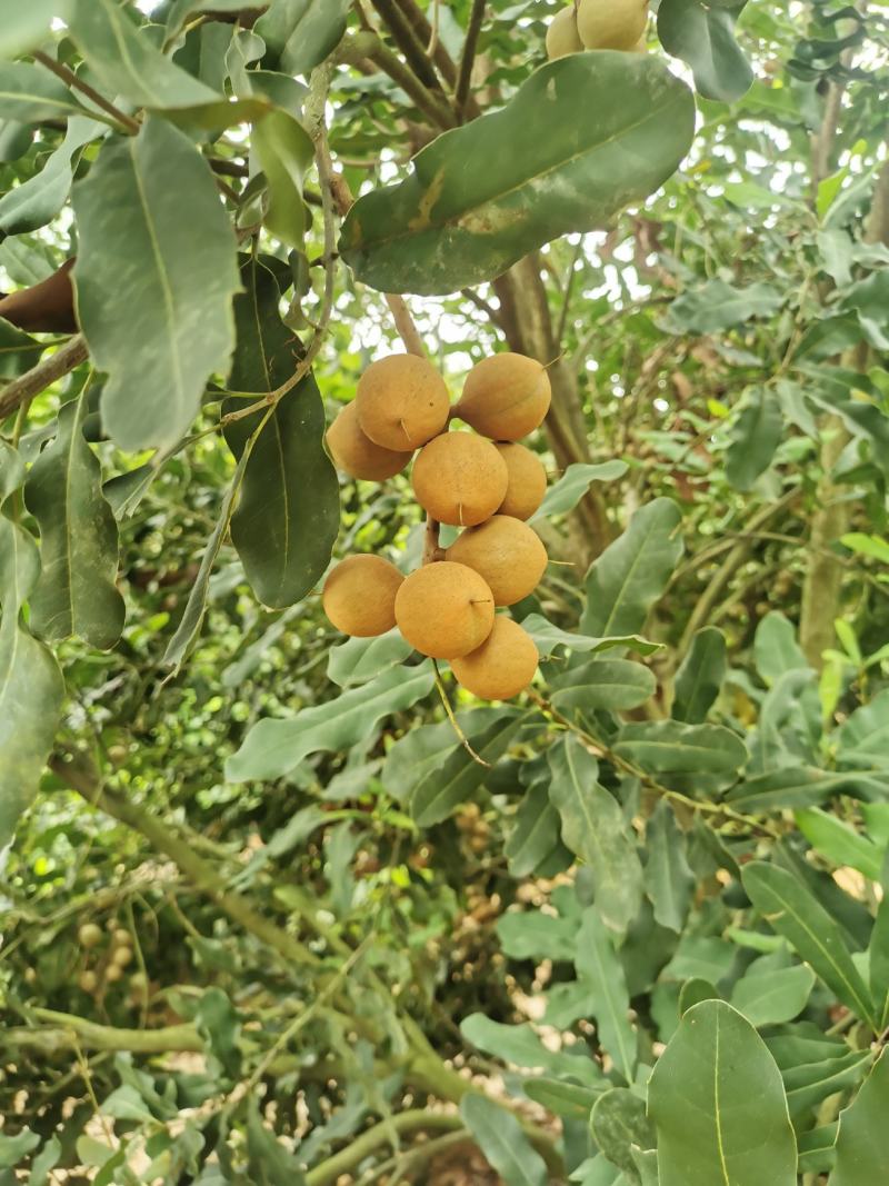坚果又名夏威夷果