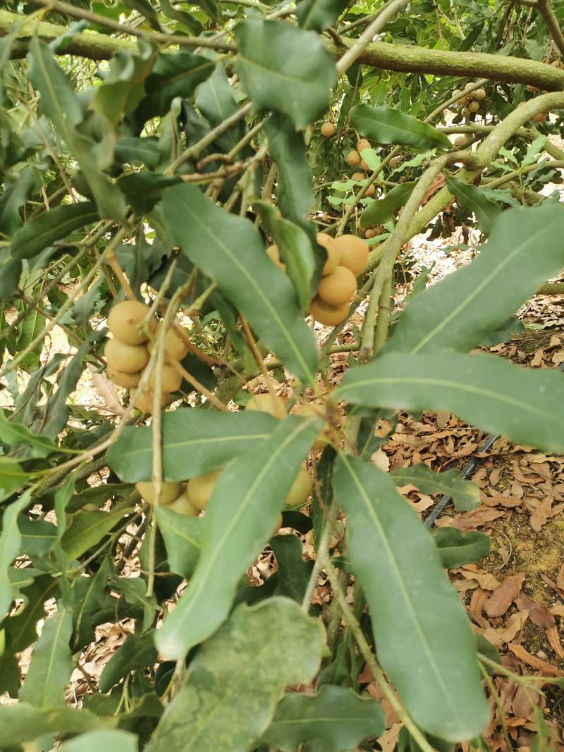 坚果又名夏威夷果