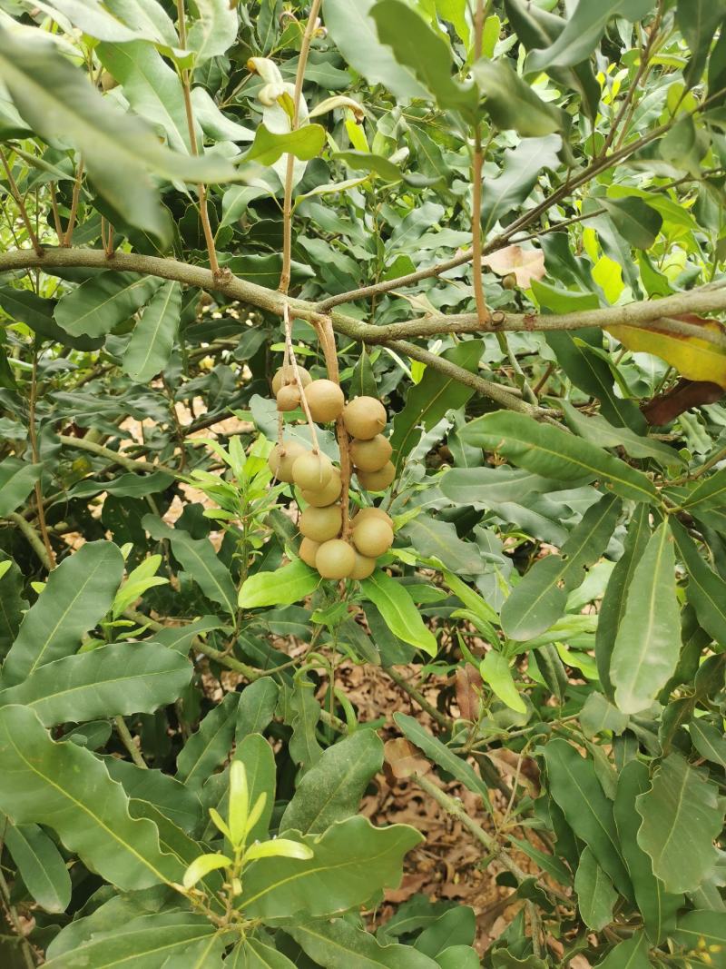 坚果又名夏威夷果