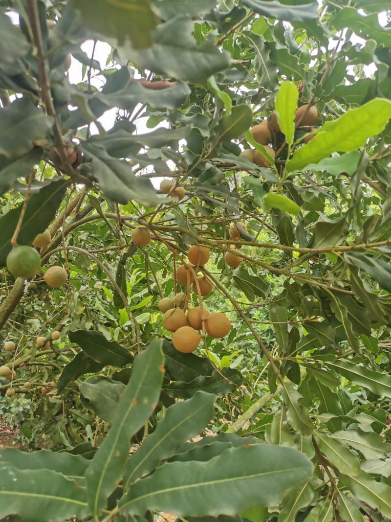 坚果又名夏威夷果